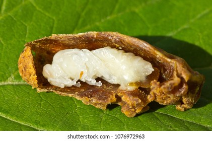 Future Queen Bee Develops In A Wax Cocoon. 