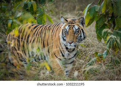 Future Ruler Of Bandhavgarh National Park
