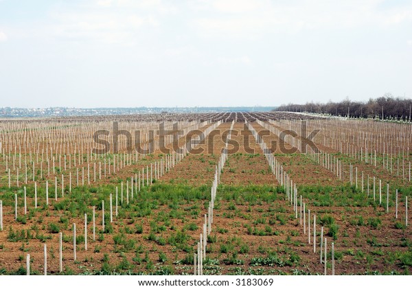 Future
vineyard