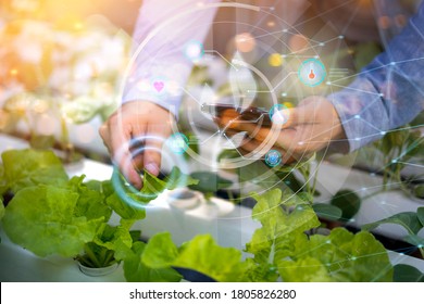 Futuristic farmer farming hydroponic vegetables and plant using modern AI technology using mobile phone, temperature and water moisture sensor tracking weather control data information icon hologram