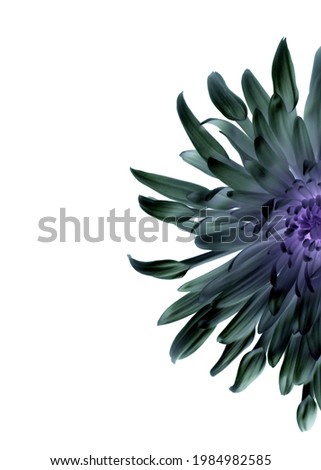 Futuristic magic flower decoration isolated on white background.  Modern flower close up photo. Exotic looking flora. 