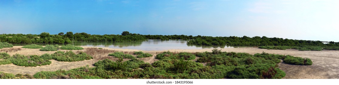 Fuwairit Beach Mangrove Forest / QATAR