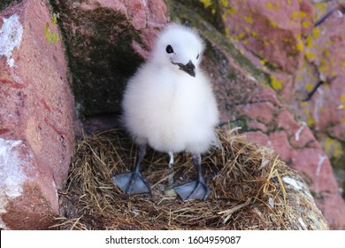 Fuzzy Black Legged Kittiwake Seabird Chick At Gull Island Newfoundland.