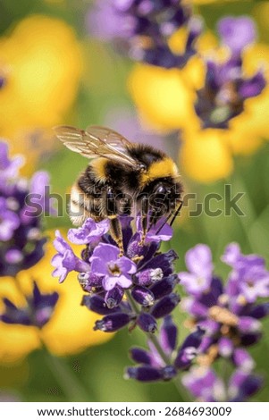 A fuzzy bumblebee is actively collecting nectar from vibrant purple lavender flowers, surrounded by soft yellow blossoms in a sunny garden.