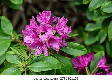 A fuzzy bumblebee is actively pollinating a cluster of bright purple rhododendron blossoms surrounded by lush green foliage