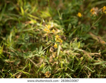 Fuzzy bumblebee hanging upside down collecting nectar on yellow wildflower 