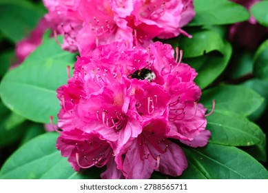 A fuzzy bumblebee is nestled deep within the petals of a bright pink rhododendron, collecting pollen and nectar