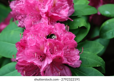 A fuzzy bumblebee is nestled deep within the petals of a bright pink rhododendron, its fuzzy body covered in pollen