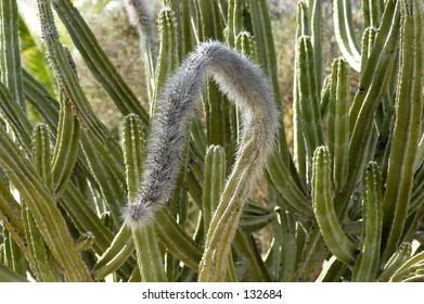 Fuzzy cactus