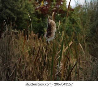 Fuzzy cat tail in tall grass meadow