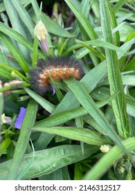 Fuzzy Caterpillar Crawling On Grass