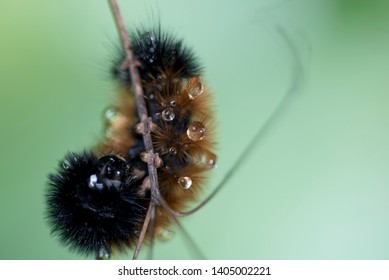 A Fuzzy Caterpillar In Macro
