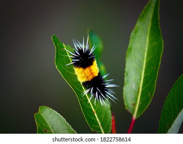 A Fuzzy Caterpillar On A Leaf