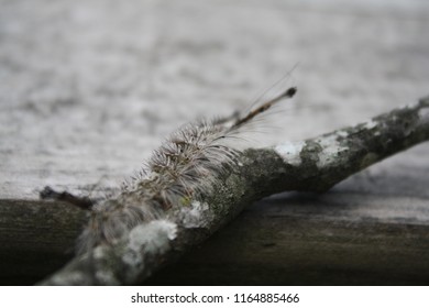 Fuzzy Caterpillar On A Stick