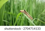 A fuzzy caterpillar with a segmented body and tiny hairs crawls on a vibrant green blade of grass, with a small water droplet visible nearby, set against a soft, blurred natural background.