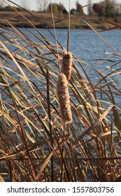 Fuzzy Cattails Blowing In The Wind