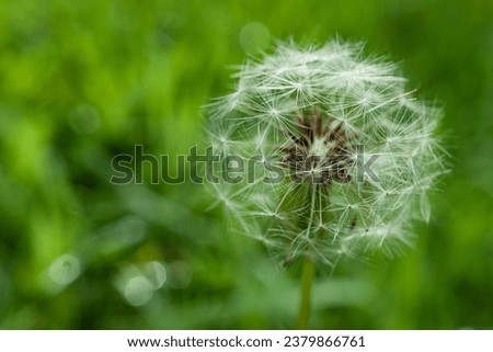 Fuzzy dandelion pappus. White dandelion head with ovary seeds on green background. Lightness, fragility, purity concept.