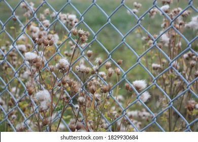 Fuzzy flowers of the Thistle along a mesh fence - Powered by Shutterstock