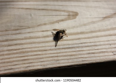 the fuzzy fly