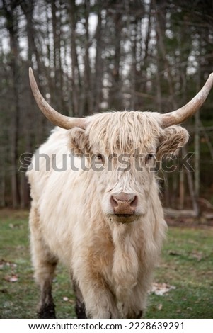 Fuzzy, long haired Highland Cows walking in field