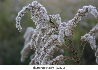 Fuzzy plants