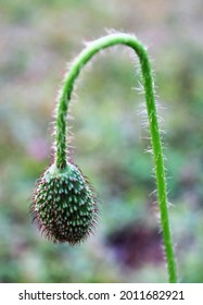 Fuzzy Poppy Flower Buds Getting Ready To Burst Into Bloom From The Royal Canadian Legion.