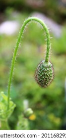 Fuzzy Poppy Flower Buds Getting Ready To Burst Into Bloom From The Royal Canadian Legion.