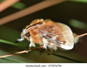 A Fuzzy Southern Flannel Moth (Megalopyge Opercularis) Rests After Emerging From Its Cocoon. In The Caterpillar Stage, They Are One Of The Most Venomous Insects In The US And To Be Avoided At All Time