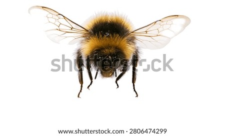 Fuzzy yellow and black bumblebee with spread wings in flight