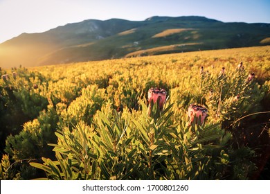 A fynbos plantation with proteas at sunrise. A beautiful landscape filled with flowers. - Shutterstock ID 1700801260