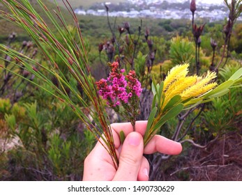 Fynbos Plants Include Restios, Ericas And Proteas (left To Right). Biodiverse Fynbos Biome Environment Indigenous To South Africa. Typical Vegetation Of Cape Floral Kingdom And Cape Floristic Region. 