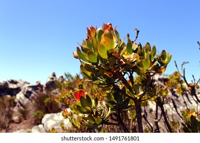 Fynbos Plants On Highly Biodiverse Species Rich Table Mountain. Typical For South Africa's Unique Cape Floral Kingdom And Cape Floristic Region. Endemic Indigenous Fynbos Biome Plant Vegetation.