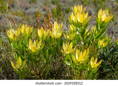 Fynbos In The Western Cape 