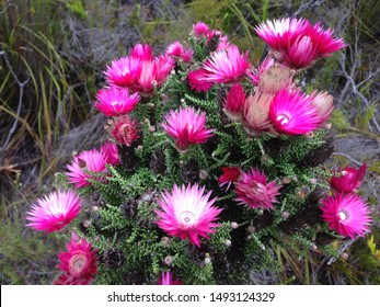 Fynbos: Wild Pink Everlasting Flower (Phaenocoma Prolifera). Typical For South Africa's Biodiverse Cape Floral Kingdom And Cape Floristic Region. Typical Endemic Indigenous Fynbos Biome Vegetation. 