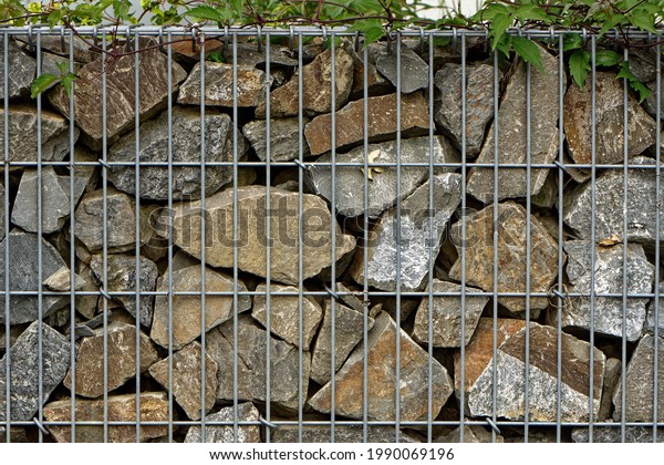 Gabion fence made of broken rocks in a steel\
grid with ivy overgrowth