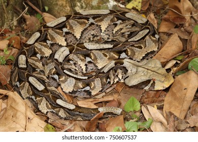 Gaboon Adder