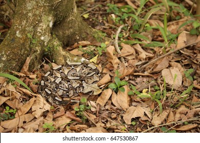 Gaboon Adder Camouflage