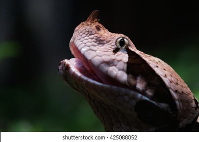 Gaboon Viper