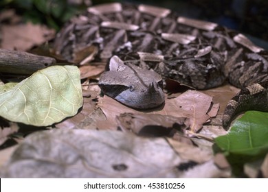 Gaboon Viper