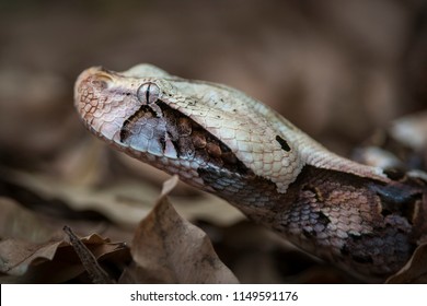 Gaboon Viper Images Stock Photos Vectors Shutterstock - 