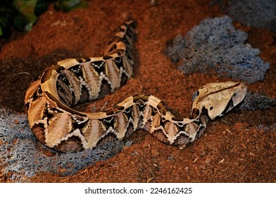 Gaboon viper (Bitis gabonica) portrait - Shutterstock ID 2246162425