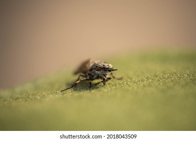 Gadfly With Amazing Eyes, Incredible Wildlife