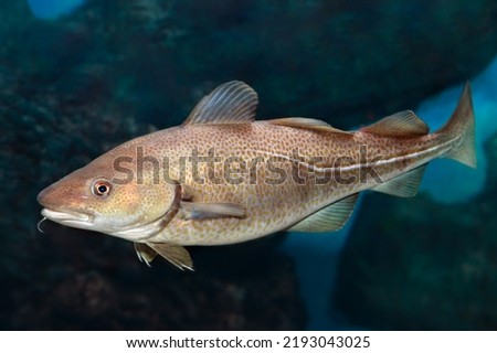 Gadus morhua, Atlantic Cod, Portrait,close up. Ocean deepwater fish.