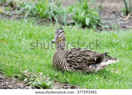 Gadwall