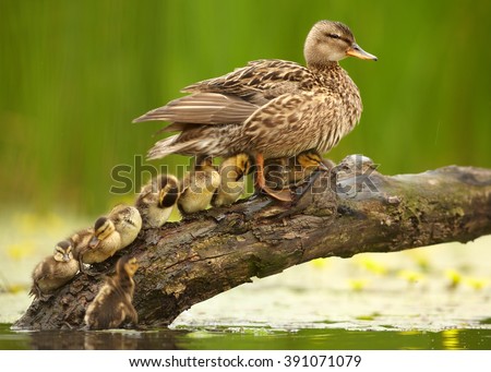 Gadwall duck, Anas strepera. Female with group of chicks in row in lovely pose under her wings on slanting old trunk above yellow flowering water against  yellow flowers and green reeds in background 