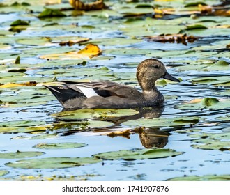 Gadwall Duck Green Lily Pads Juanita Bay Park Lake Washington Kirkland Washiington