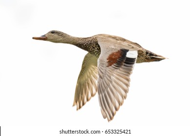 Gadwall flying isolated on white cloudy background