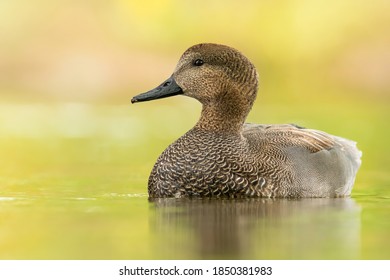 Gadwall (Mareca strepera), with the beautiful green coloured water surface. Beautiful brown duck from the pond in the morning mist. Wildlife scene from nature, Czech Republic
