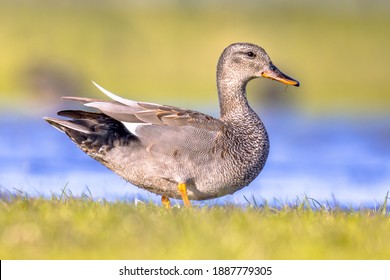 Gadwall (Mareca strepera) bird foraging in wetland. This duck is a quite common bird in the Netherlands. Wildlife scene in nature.