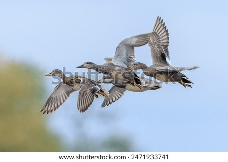 A gadwall, Mareca strepera, dabling duck male and female in flight